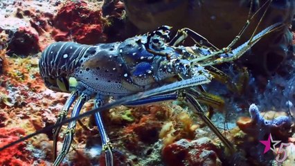 10 Weird Creatures Washed Up On Shore