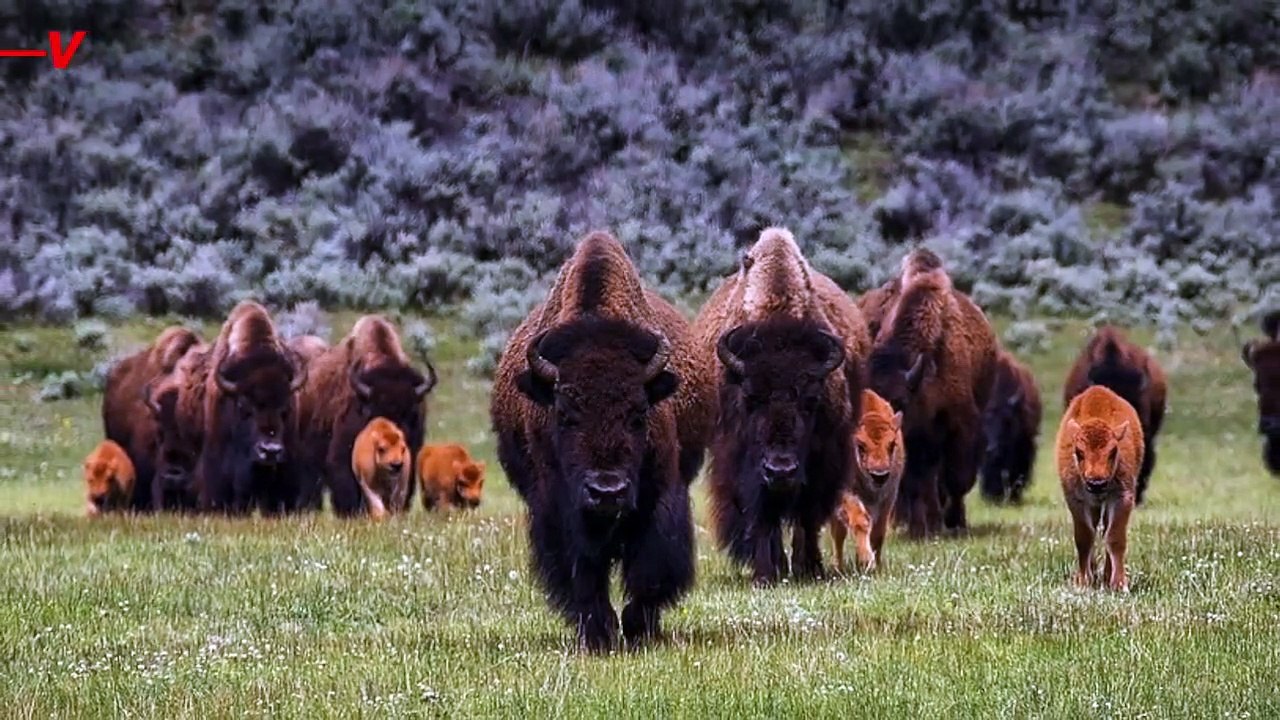 The National Parks Service Issues Renewed Warni...