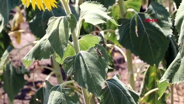 Tekirdağ'da Ayçiçeği Tarlalarına Çekirge Dadandı