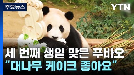 세 번째 생일 맞은 푸바오..."대나무 케이크 너무 좋아요" [앵커리포트] / YTN