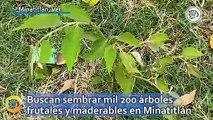 Buscan sembrar mil 200 árboles frutales y maderables en Minatitlán