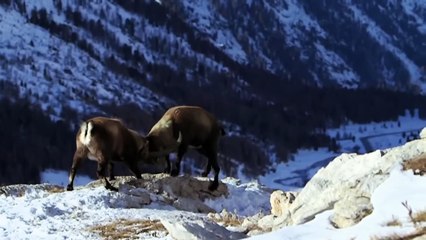 Winner Throw The Loser Down a 6000 Feet Cliff !!  Ibex Battles Are Unique