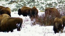 Wolves Shred Bison Calf in Front Of His Herd
