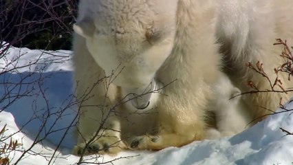 Wolves Wage War On Bears To Quench Their Hunger