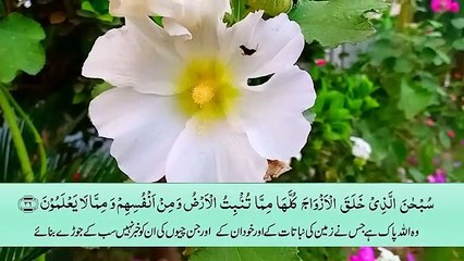surah yaseen with urdu translation full | surah yaseen with urdu tarjuma