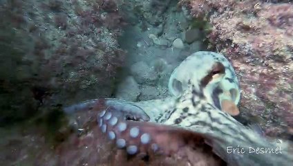 Octopus Lashes Out At Paparazzi