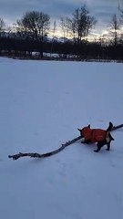 Small Dog Finds a Big Stick