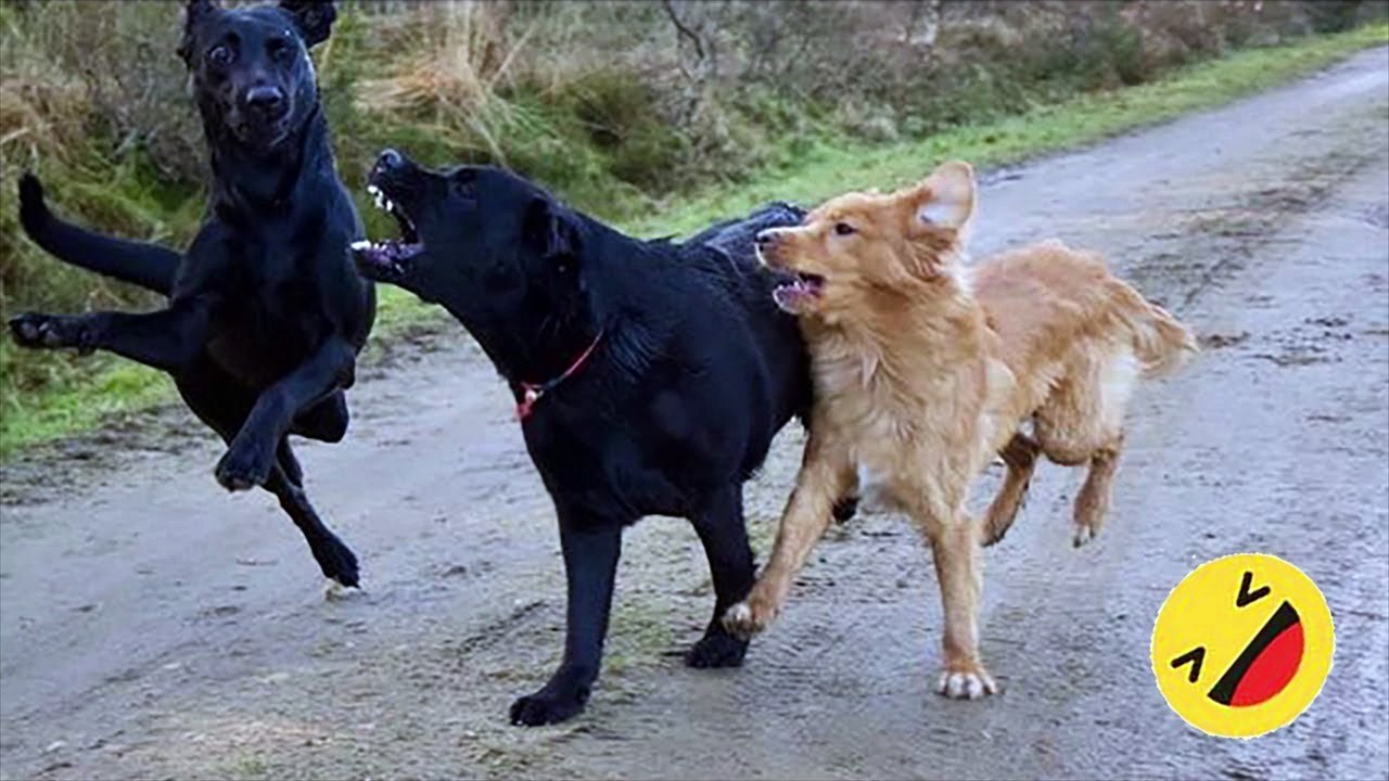 Best Funniest Animal Videos Of The Month-----#105---أفضل أطرف مقاطع الفيديو الحيوانية