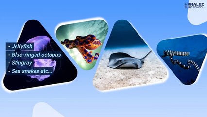 What Are The Hidden Dangers Of Surfing & How Can We Stay Safe