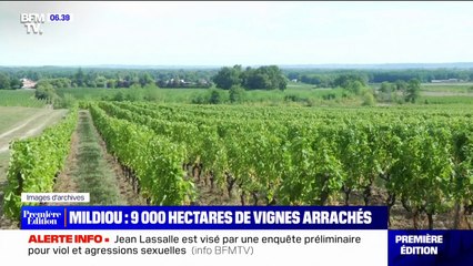 Скачать видео: Plus de 9000 hectares de vignes vont être arrachés dans le bordelais