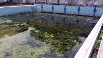 Private schools are preparing swimmers, here the government facility is covered with moss