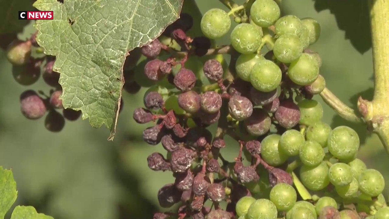 Agriculture : le mildiou frappe durement le vignoble bordelais