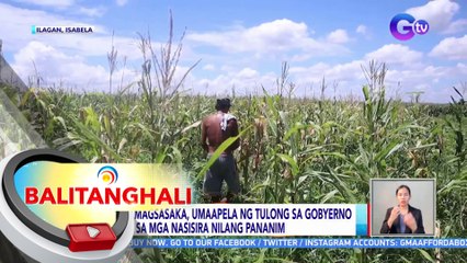 Mga magsasaka, umaapela ng tulong sa gobyerno para sa mga nasisira nilang pananim | BT