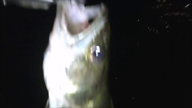 MCH 405 NIGHT FISHING MONSTER TROUT RIVER MONSTERS AND I CAUGHT IT AT DICKSON DAM GLENNIFER LAKE ALBERTA CANADA.