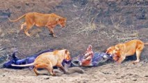 Crocodile Tries to Steal Buffalo from Lions