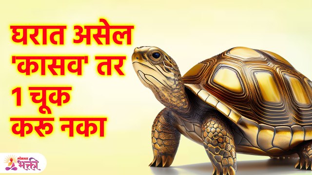 घरात कासव असेल तर 'ही' चूक करू नका, अन्यथा मोठ्या समस्येला सामोरे जाल | Vastu tips in Marathi | SG3