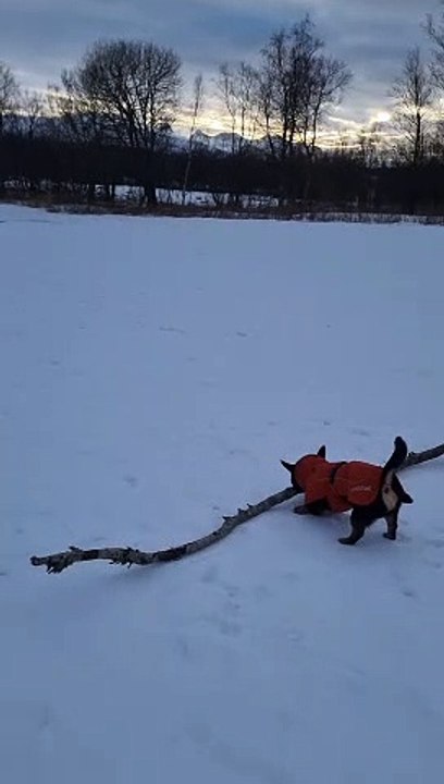 Small Dog Finds a Big Stick