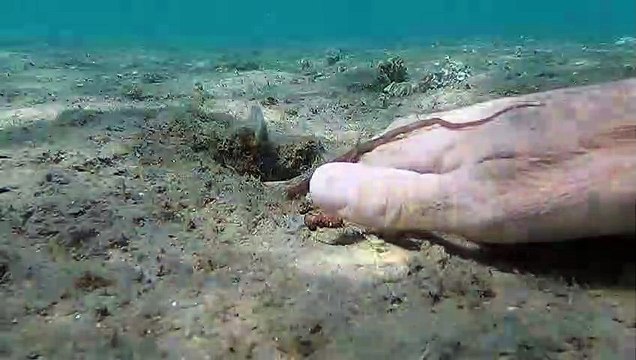 Shaking Hands With an Octopus