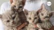 Cat goes viral after giving birth to kittens that don’t look like kittens at all