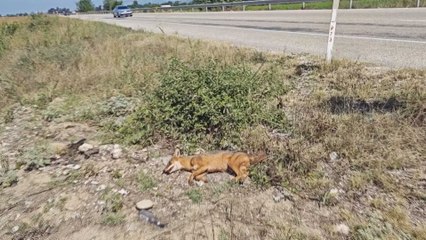 Kaza sonucu ağır yaralanan çakal, tedavi altına alındı