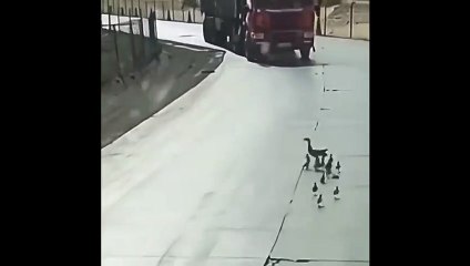 Cette cane a fait de son mieux pour protéger ses petits