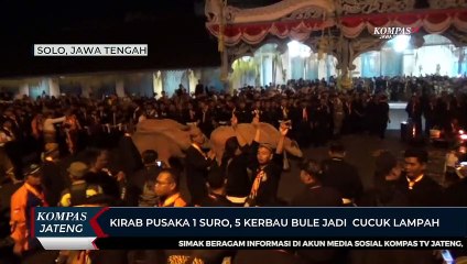 Kirab Pusaka 1 Suro, 5 Kerbau Bule Jadi Cucuk Lampah