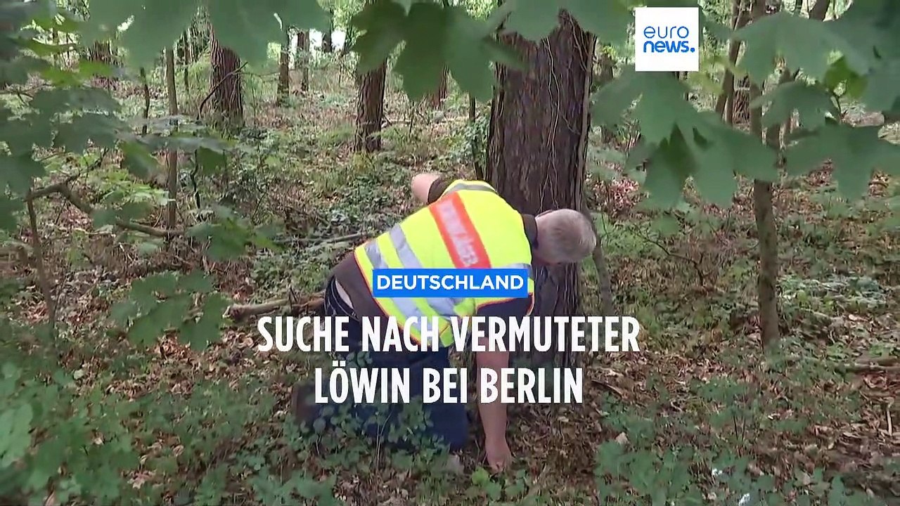 Im Berliner Südwesten ist die Löwin los - oder doch nicht?