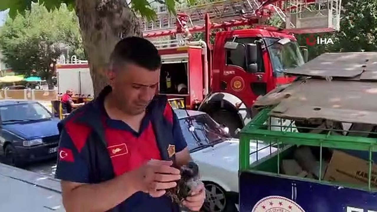 Les pompiers, qui ont mis le bébé corbeau tombé au sol dans son nid, ont sauvé les citoyens de l'attaque de la mère corbeau.