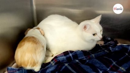 They have developed a unique way of communicating, cat and guinea pig surprise shelter members
