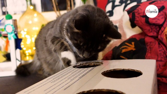 DIY Interactive toys for cats