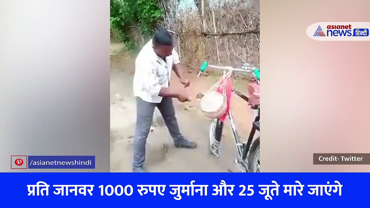 MP के शहडोल के गांव-गांव में मुनादी-अगर किसी ने मवेशी खुले छोड़े, तो सरेआम 25 जूते पड़ेंगे