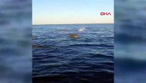 20 metre boyunda 57 ton ağırlığında! Muğla'da balinalar görüntülendi
