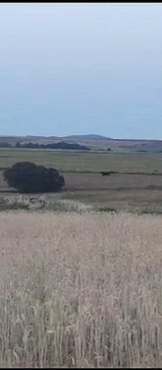 Toro extraviado
