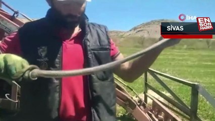 Sivaslı çiftçi, bulduğu yılanla kedi yavrusuyla oynar gibi oynadı