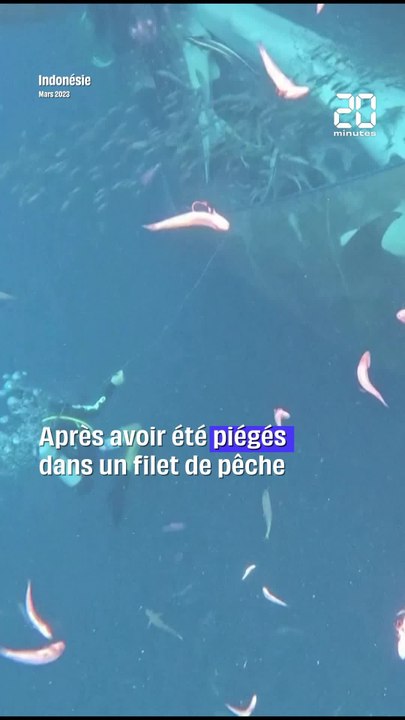 Des plongeurs sauvent cinq requins-baleines prisonniers d’un filet de pêche #shorts
