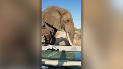 Incredible Moment Giant Elephant Comes Within Inches Of Tracker | Wild-ish TV