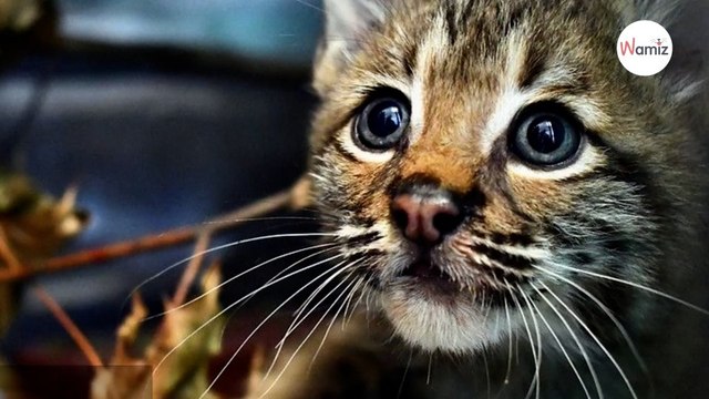 Un chaton hors du commun arrive au refuge : 3 jours plus tard, son comportement révèle sa vraie nature (vidéo)-index