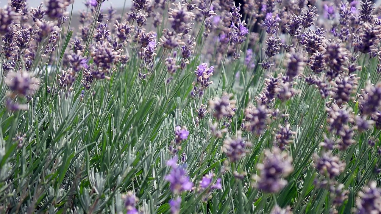 XI Lawendowy Jarmark św. Jakuba