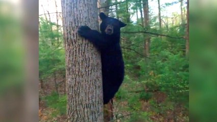 Must See! Homeowner Hilariously Scares Off Black Bear With Drone