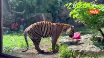 Le tigri del Bioparco di Roma ricevono ghiaccioli ripieni di carne contro il caldo estivo