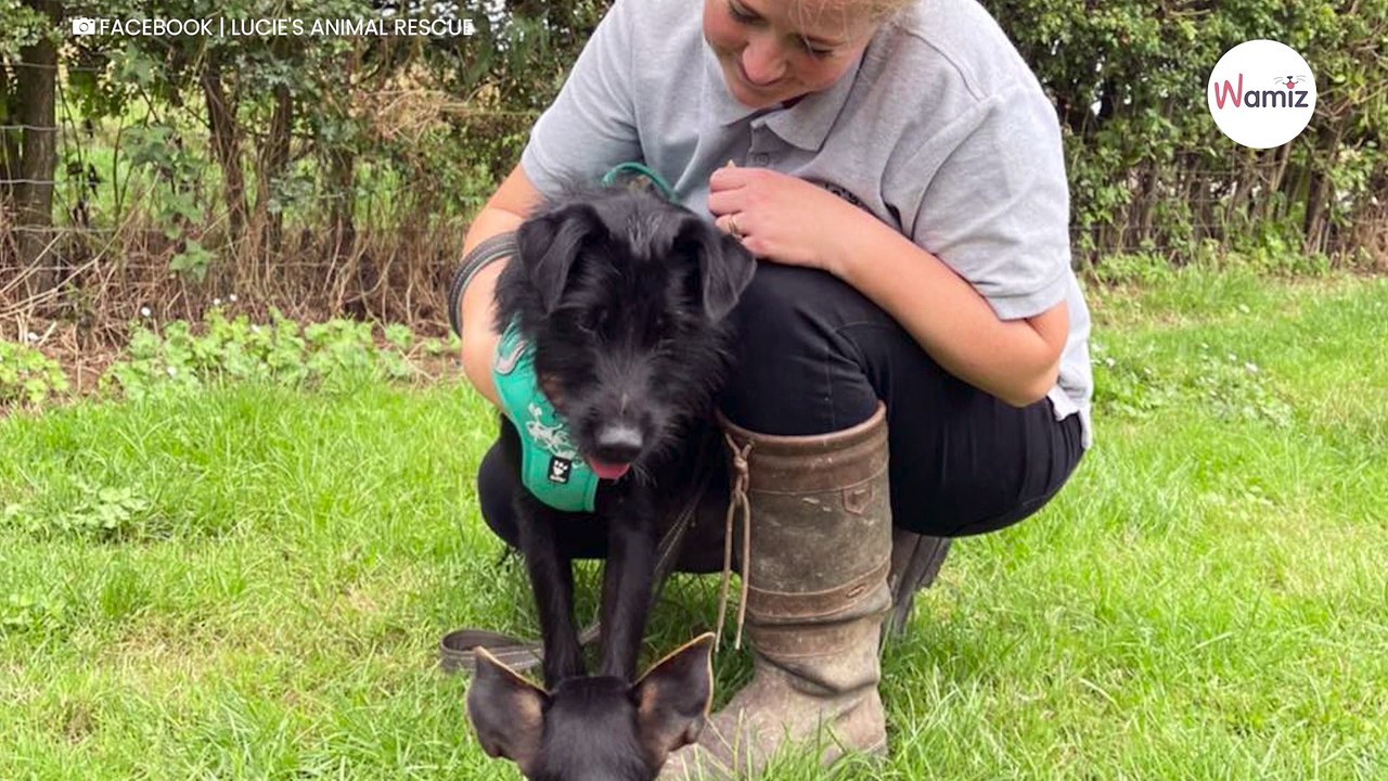 Il emmène son chien chez le vétérinaire avec une demande qui donne la nausée aux soignants