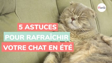 5 astuces pour rafraîchir votre chat l'été