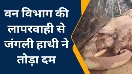 बिजनौर: वन विभाग की लापरवाही से हुई जंगली हाथी की मौत, जानिए क्या रही वजह