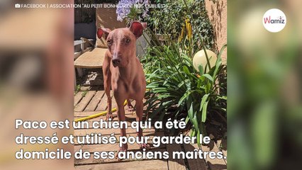 Dressé et utilisé pour la garde, ce chien nu du Pérou cherche une nouvelle famille pour tout réapprendre