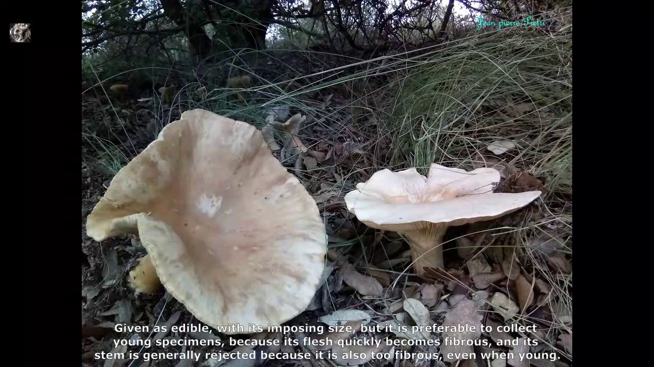 Clitocybe maxima. Champimaginatis. English Text nx