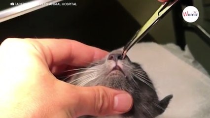 Le vétérinaire examine le chaton et trouve quelque chose de vivant dans son nez (Vidéo)