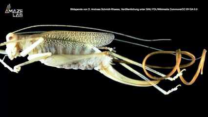 These Mind-Controlling Worms Lack a Fundamental Gene Basically the Entire Animal Kingdom Possesses