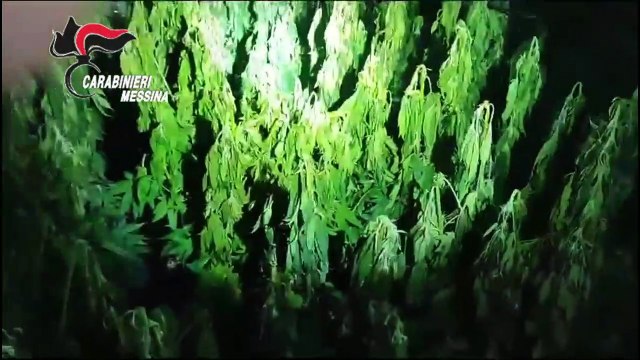 SCOPPIA INCENDIO, IN CASA PIANTAGIONE DI MARJIUANA