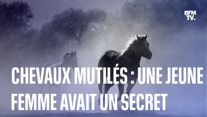 Chevaux mutilés: comment le mensonge d'une jeune femme a créé et alimenté la psychose