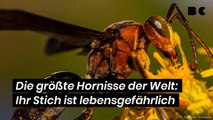 Die größte Hornisse der Welt: Ihr Stich ist lebensgefährlich